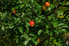 Gardening Supplies