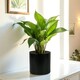 image 2 of Minimalist Matte Black Ceramic Indoor Plant Pot H17 x W17.5cm Black