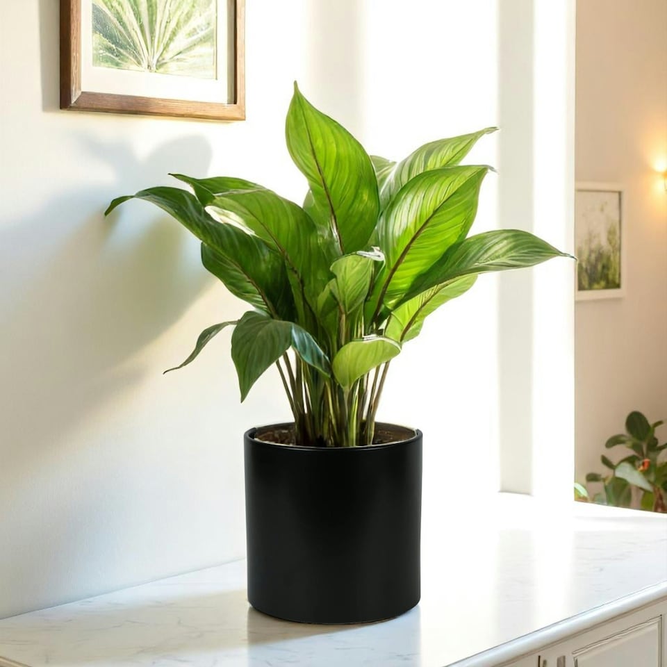 image 1 of Minimalist Matte Black Ceramic Indoor Plant Pot H17 x W17.5cm Black