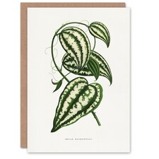 AF Lydon Benjamin Fawcett Smilax Macrophylla Vine Art Greeting Card