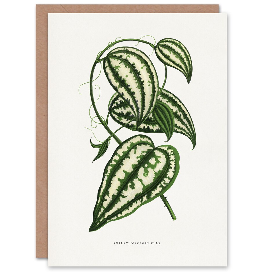 image 1 of AF Lydon Benjamin Fawcett Smilax Macrophylla Vine Art Greeting Card