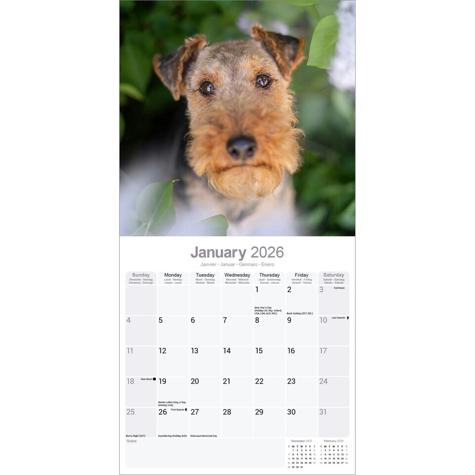 image 1 of Welsh Terrier 2026 Calendar | Square Wall Calendar | Dog Breed Gift | Plastic Free Packaging | by Avonside Publishing