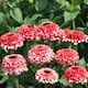 image 2 of Zinnia Zinderella Fizz Seed Pack Raspberry Red & White Frothy Blooms - Hardy Annual for Borders/Cutting - Thompson & Morgan