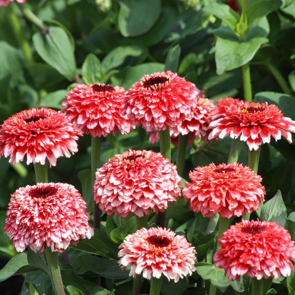 image 1 of Zinnia Zinderella Fizz Seed Pack Raspberry Red & White Frothy Blooms - Hardy Annual for Borders/Cutting - Thompson & Morgan