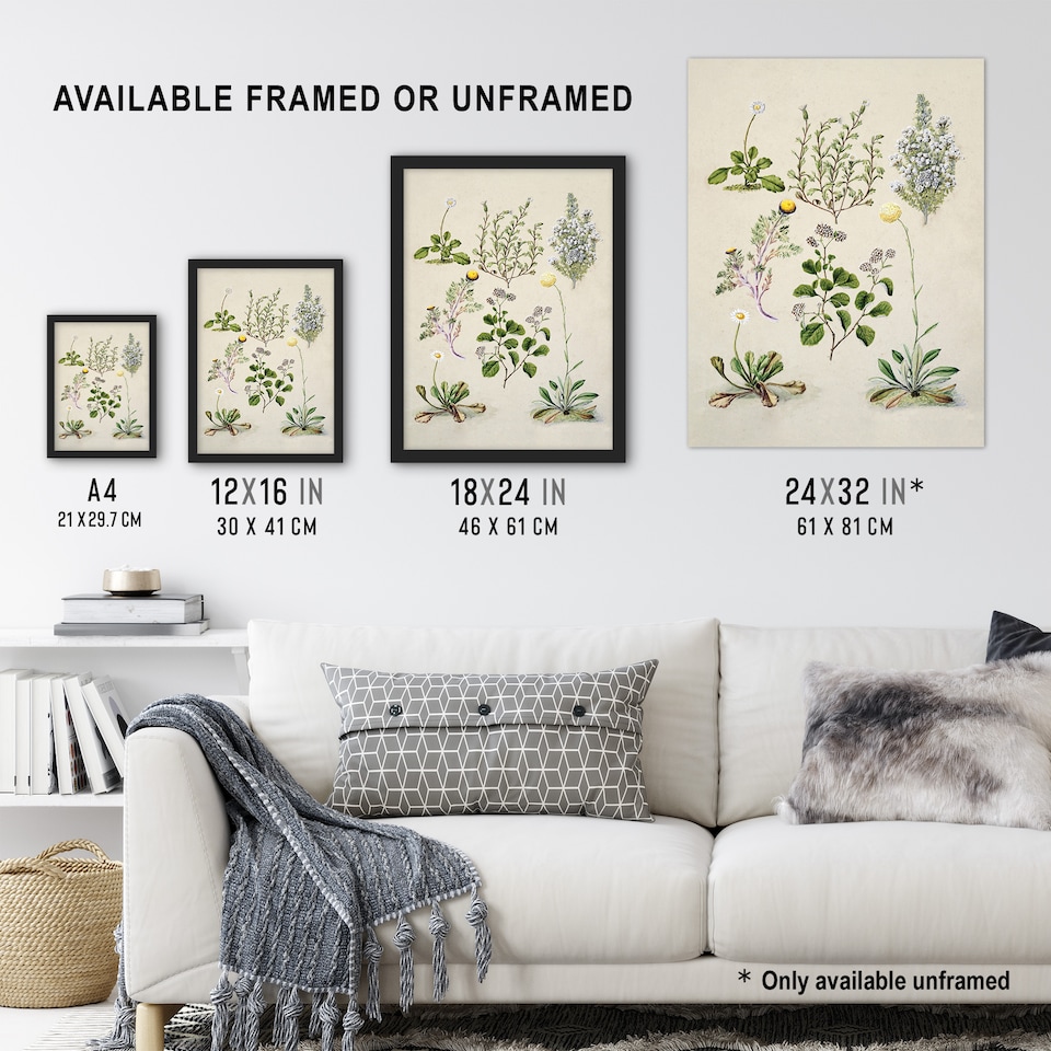 image 1 of Native New Zealand Wildflowers Artwork Featon Wall Art Poster Print 12X16"