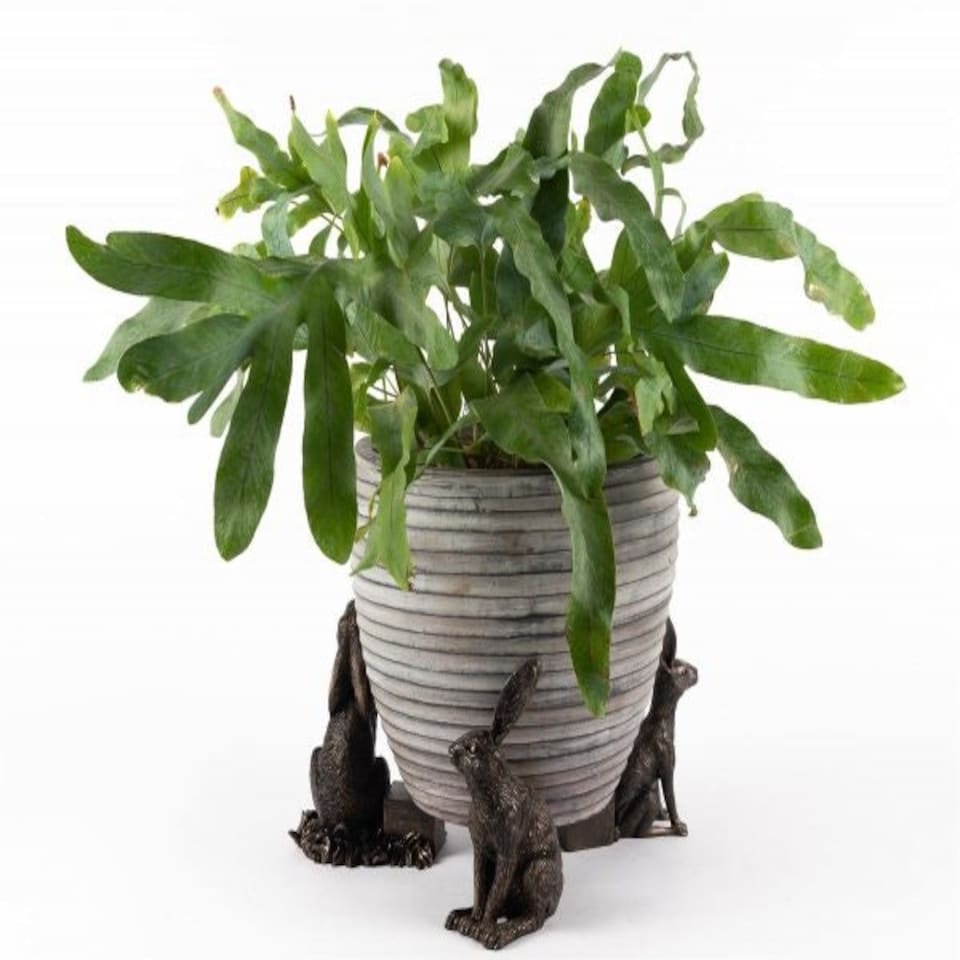 image 1 of Drove Of Hares Plant Pot Feet - Set of 3 - Moongazing, Sitting and Vigilant Hares Grey