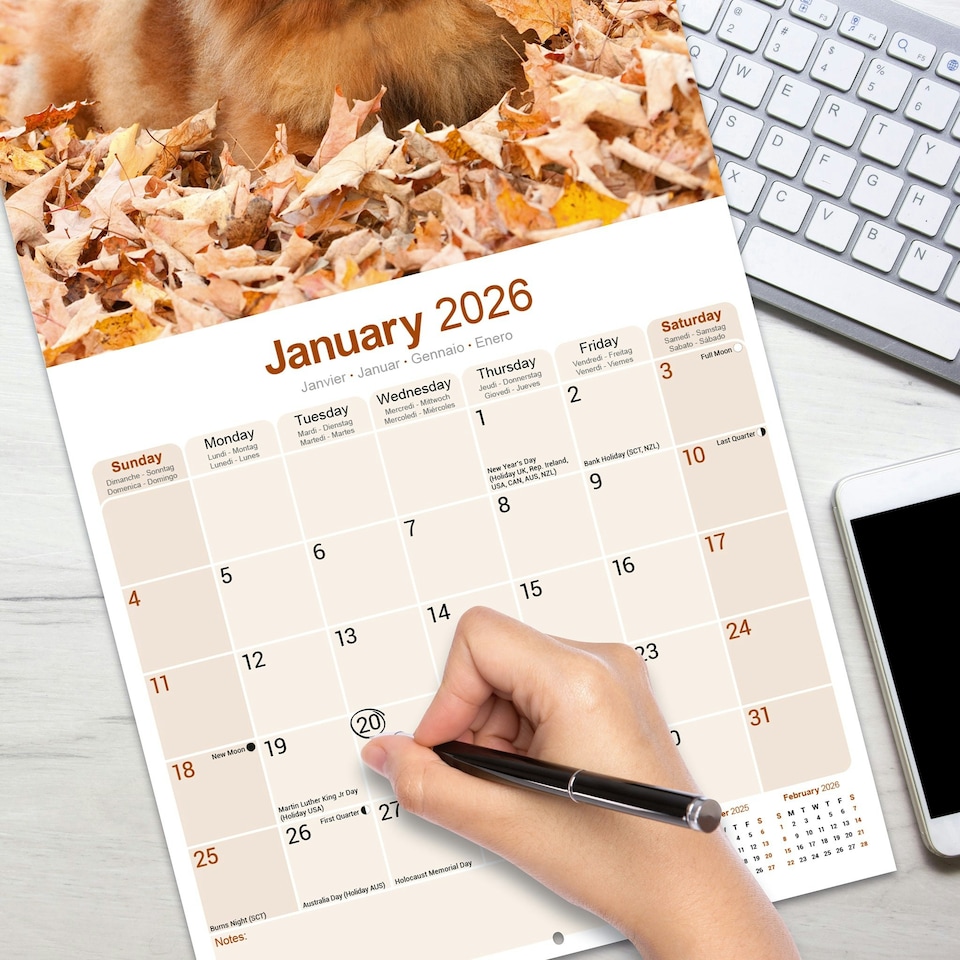 image 1 of Chow Chow 2026 Calendar | Square Wall Calendar | Dog Breed Gift | Plastic Free Packaging | by Avonside Publishing