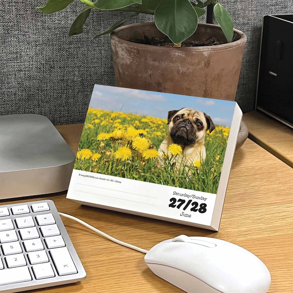 image 1 of Pugs Desk Calendar 2026, Desk Calendars, Day To View, Dogs, Gift