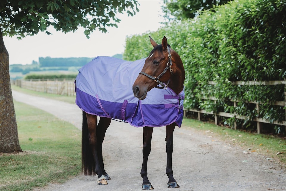 image 1 of eQuitack 600D Waterproof Horse Turnout Rug 50g Fill Regular Neck Lavender/Purple 6'9''