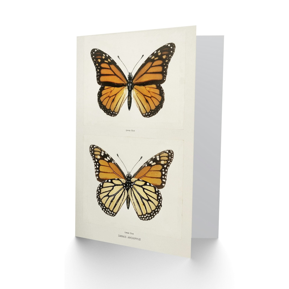 image 1 of Sherman Denton Art Card Monarch Butterfly Vintage Illustration