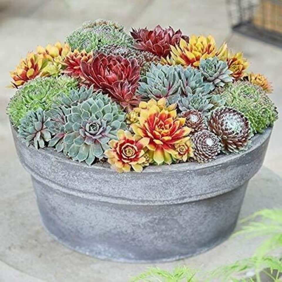 image 1 of 10 Sempervivum Succulent Plants - 5 Sempervivum - 5 Succulents in 5.5cm Pots