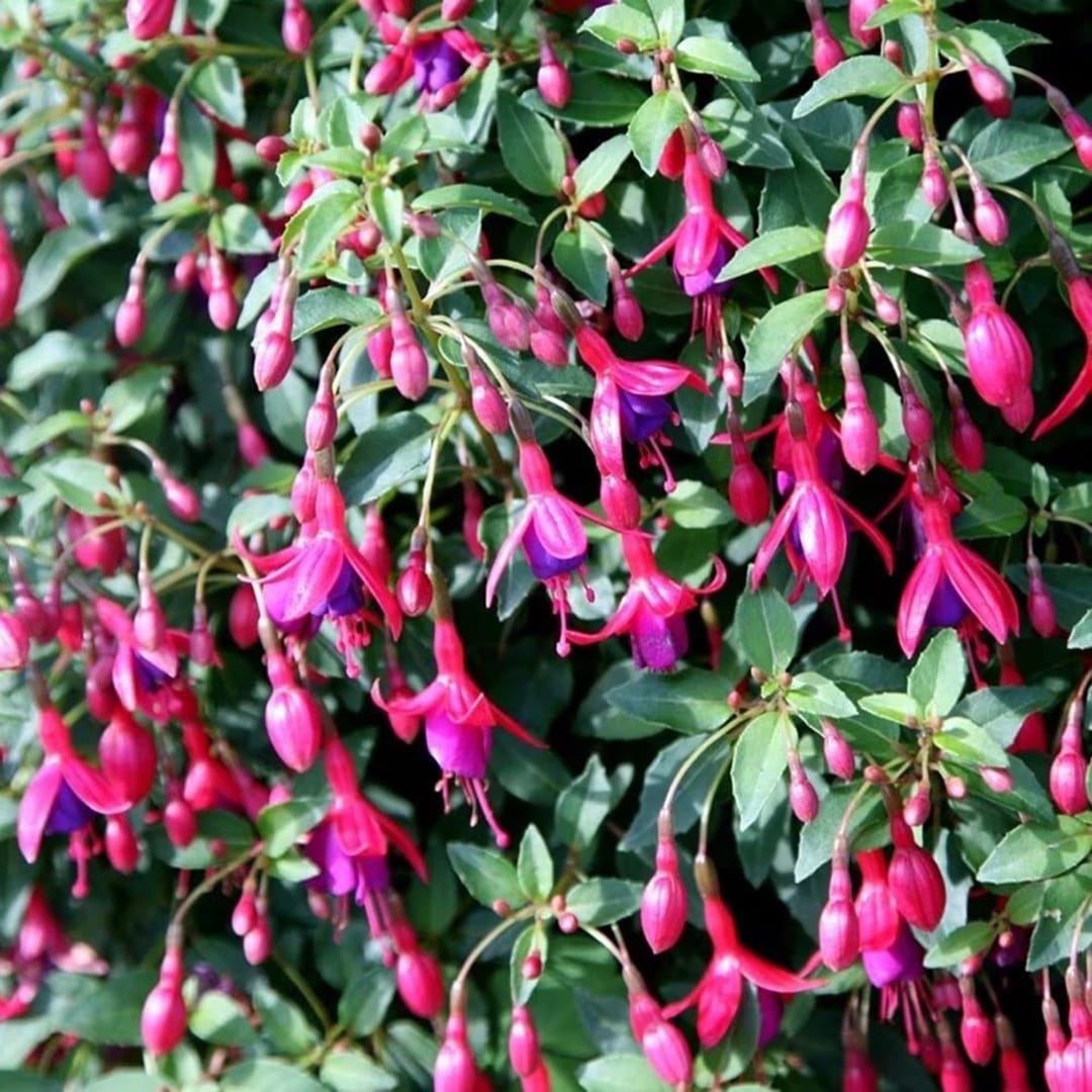 Fuchsia Tom Thumb Flowering Bedding Plants 9cm Pot