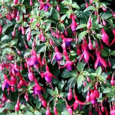 Fuchsia Tom Thumb Flowering Bedding Plants 9cm Pot