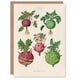 image 1 of Ernst Benary Art Card Kohlrabi Turnip Cabbage Varieties