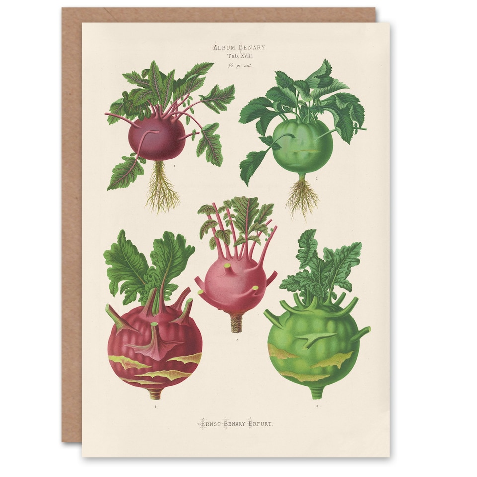 image 1 of Ernst Benary Art Card Kohlrabi Turnip Cabbage Varieties