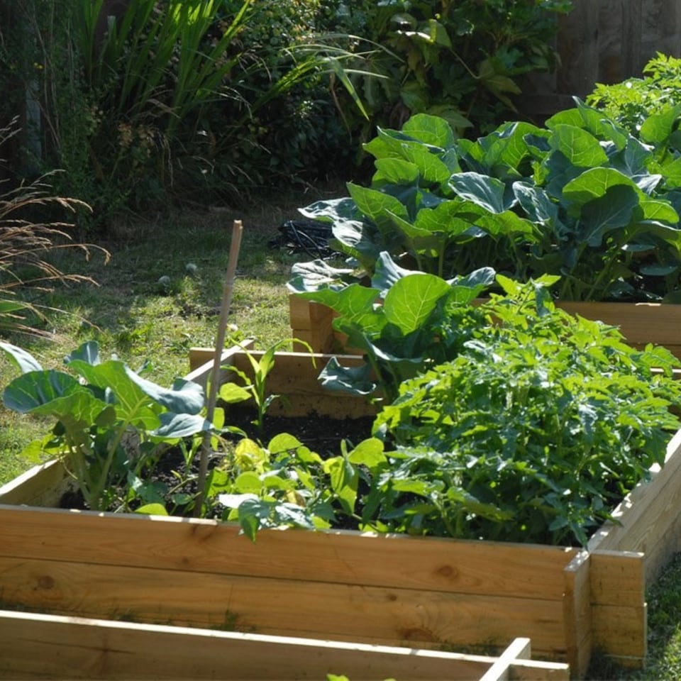 image 1 of 200L Chamberlain Garden Wooden Raised Grow Bed  100cm x 100cm