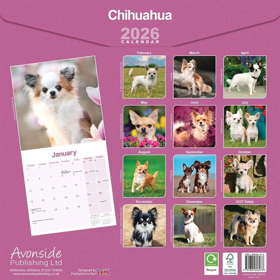 image 1 of Chihuahua 2026 Calendar | Square Wall Calendar | Dog Breed Gift | Plastic Free Packaging | by Avonside Publishing