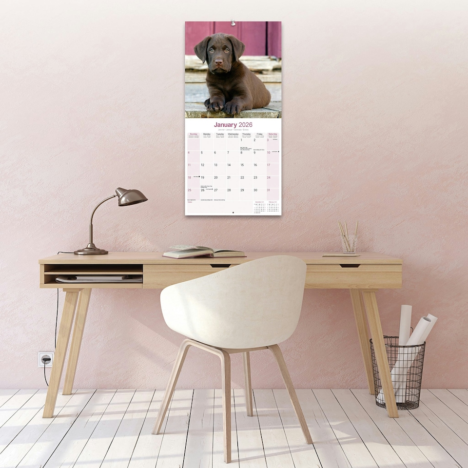 image 1 of Chocolate Labrador Retriever 2026 Calendar | Square Wall Calendar | Dog Breed Gift | Plastic Free Packaging | by Avonside Publishing