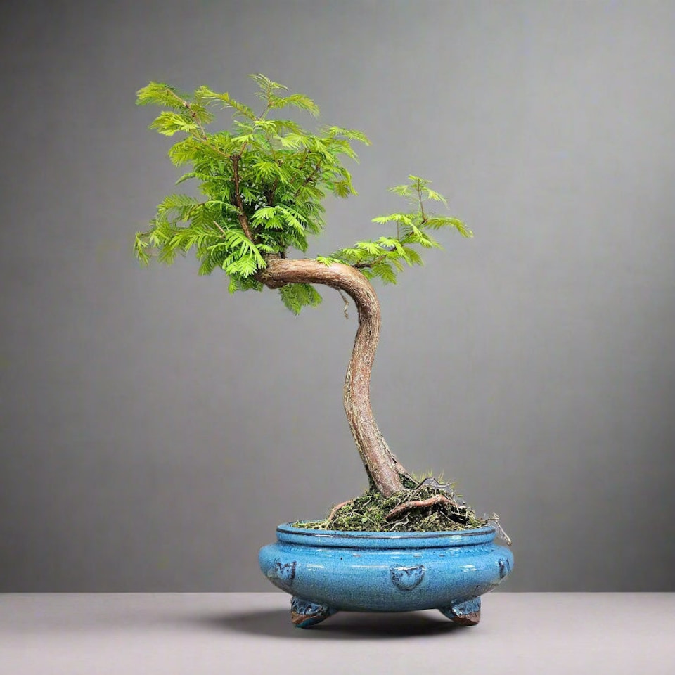 image 1 of Yorkshire Bonsai Dawn Redwood (Metasequoia) Bonsai Tree Shaped In 25cm Pot