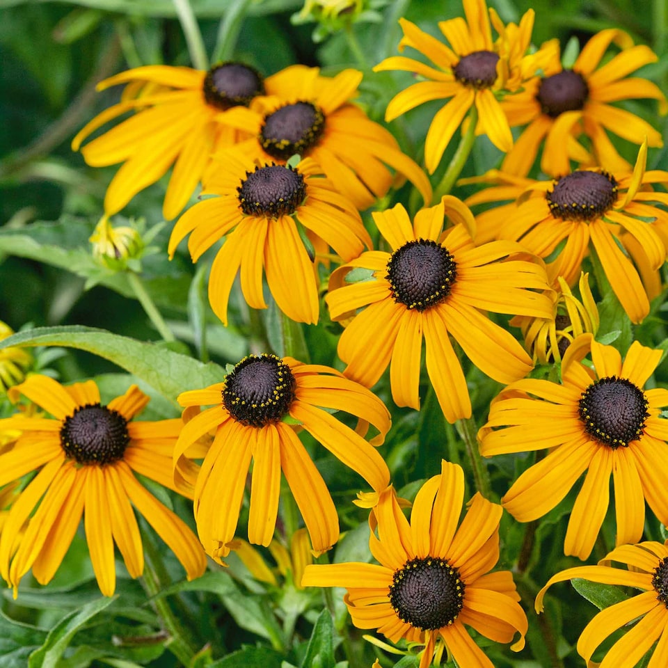 image 1 of Marshalls Garden Rudbeckia 'Goldsturm' - Golden-yellow late-summer blooms | Multi | Yellow | 2L Plants