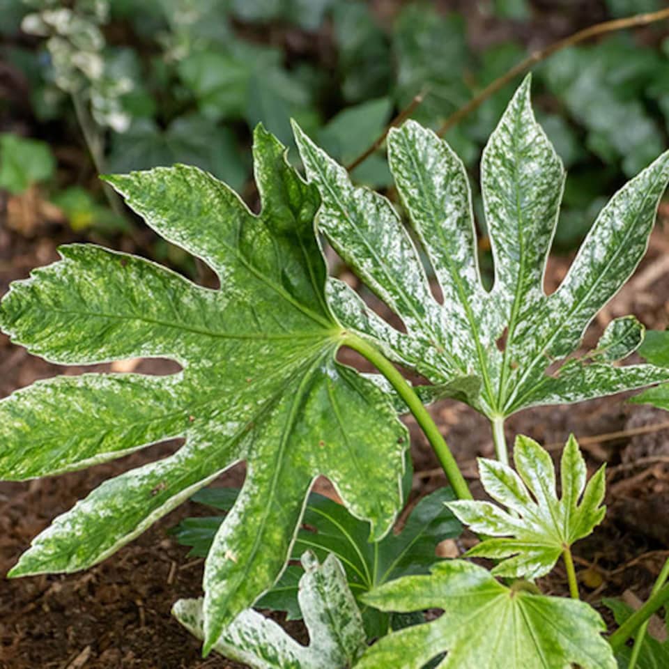 image 1 of 1 x Fatsia japonica 'Spider's Web' in a 3L Pot Grown Your Own in Gardens Perfect for Pots & Containers