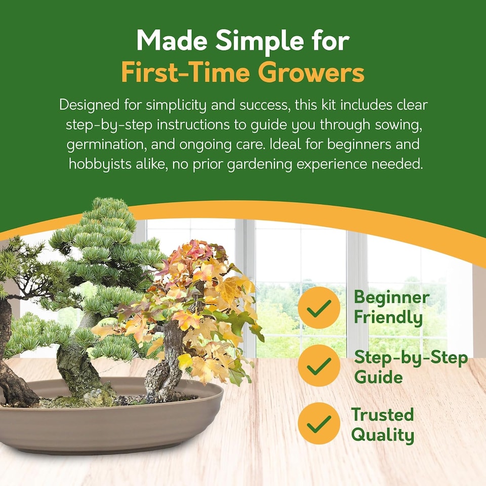 image 1 of Grow Your Own Bonsai Kit - Traditional Trio - Pine, Sweetgum & Larch with Slate & Propagator | Multi | Trio Bonsai | 1