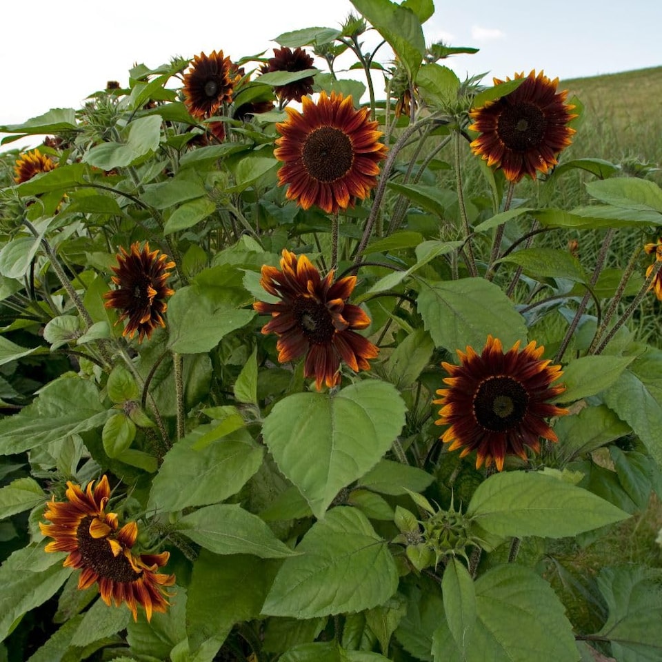 image 1 of Sunflower Shock-O-LAT F1 Chocolate-Bronze Blooms Golden Edges Cut Flower Bee-Friendly Easy Grow 1 Seed Packet