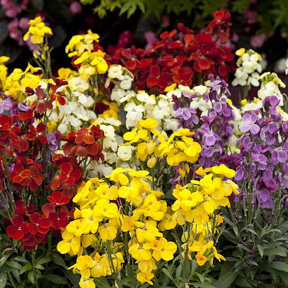 image 1 of Wallflower 'Sugar Rush' Garden Ready Plants x30
