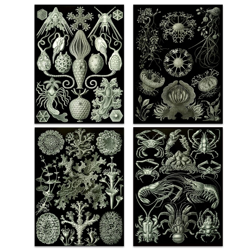 image 1 of Set of 4 Vintage Ernst Haeckel Nature Biology Sea Ocean Wall Art Print Home Decor 12x16 Inch