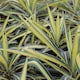 image 4 of Carbeth Plants 2 x Yucca Filamentosa Colour Guard in 9cm Pot - Variegated Needle Palm
