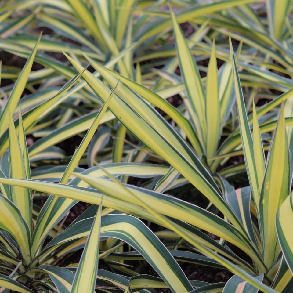 image 1 of Carbeth Plants 2 x Yucca Filamentosa Colour Guard in 9cm Pot - Variegated Needle Palm