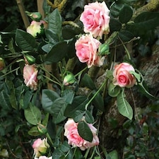 Luxury Artificial Flowers Garland With 13 Pink Rose Heads 160cm