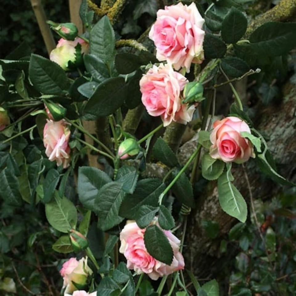 image 1 of Luxury Artificial Flowers Garland With 13 Pink Rose Heads 160cm