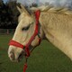 image 2 of Rhinegold Star Spangled Headcollar & Rope Set Green | Size: Shetland Pony
Colour: Turquoise
