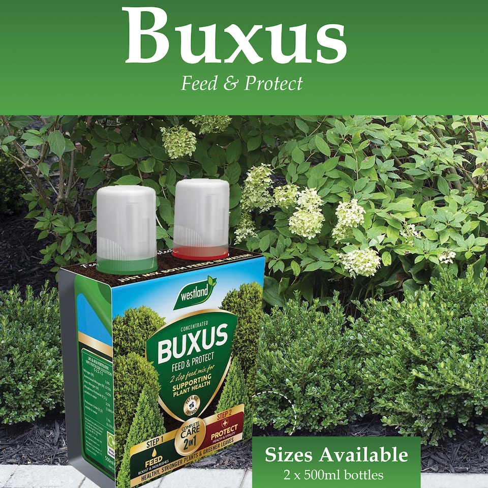 image 1 of Westland Buxus Feed & Protect 2 in 1 - 2 x 500ml | Clear | 1 x Duo Pack | 2