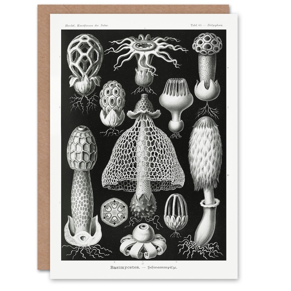 image 1 of Ernst Haeckel Art Card Basimycetes Fungi Species Vintage