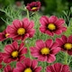 image 1 of Unwins Cosmos Seeds 'Antiquity' - Two-Tone Pink and Red Flower 30 Seeds