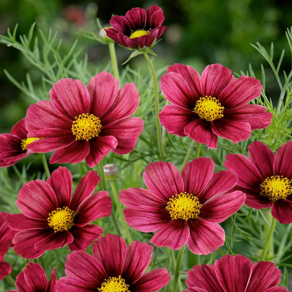 image 1 of Unwins Cosmos Seeds 'Antiquity' - Two-Tone Pink and Red Flower 30 Seeds