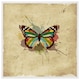 image 1 of Butterfly & paint splats (Picutre Frame) White | XS