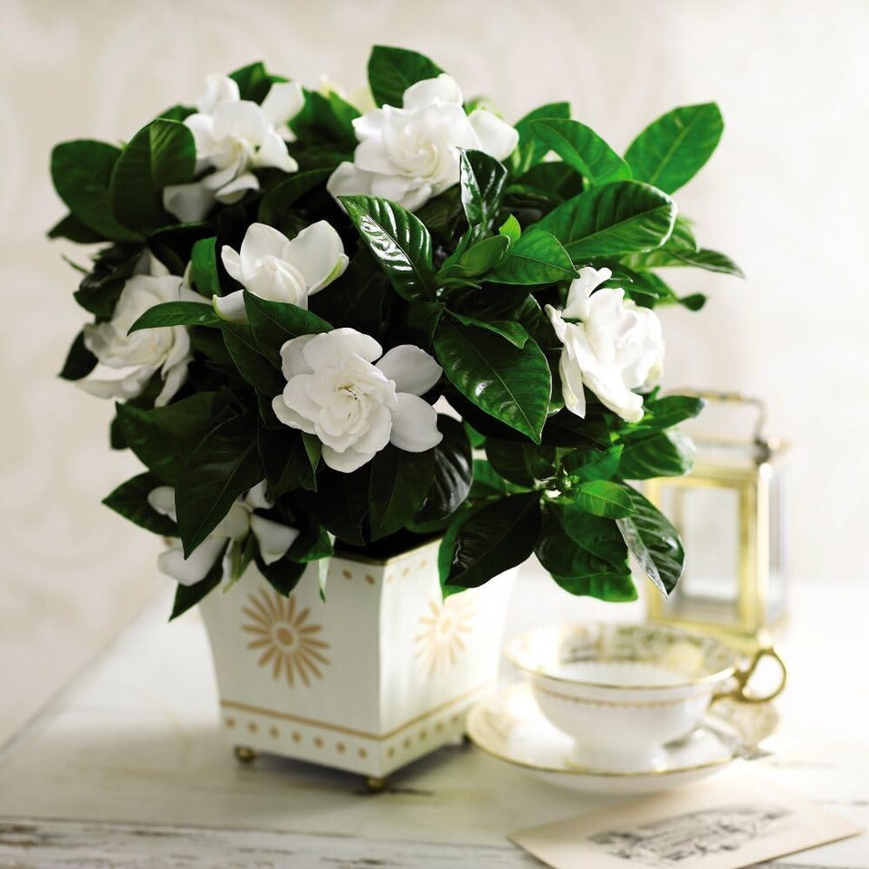 Houseplant Gardenia 13cm Potted Plant x 1