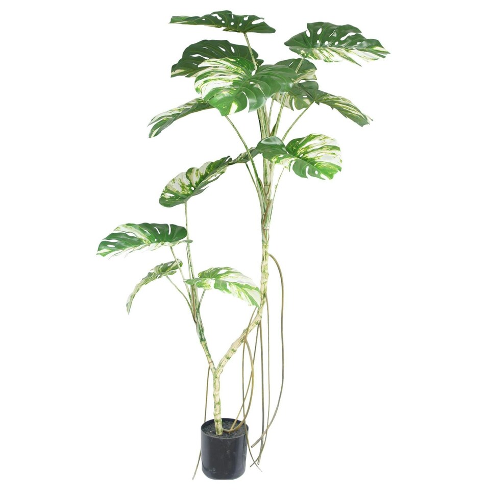 image 1 of 180cm Variegated Monstera Realistic Artificial Tree