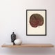image 4 of Vintage Botanical Gesnera Exoniensis Leaf Fawcett Framed Wall Art Print 12X16"