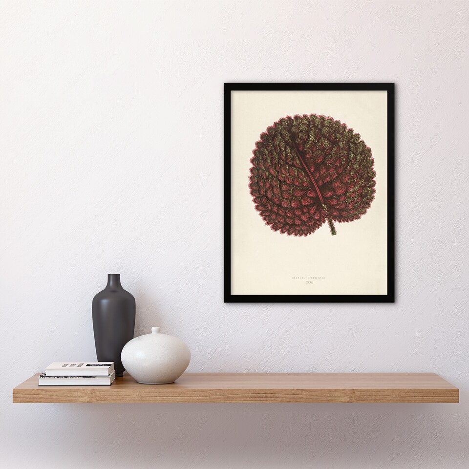 image 1 of Vintage Botanical Gesnera Exoniensis Leaf Fawcett Framed Wall Art Print 12X16"