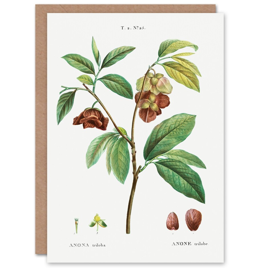 image 1 of Pierre-Joseph Redouté Art Card Papaw Tree Vintage Botanical