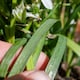 image 6 of Marshalls Garden Garlic Chive Allium tuberosum (3 x 9cm)