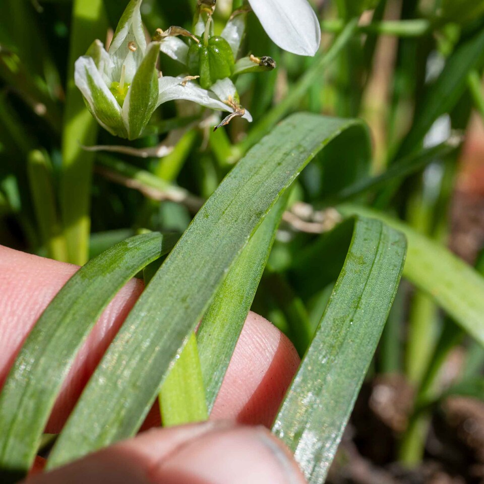 image 1 of Marshalls Garden Garlic Chive Allium tuberosum (3 x 9cm)