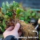 image 4 of Flamenco Everbearing Strawberry 10 bare root