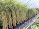 image 2 of Extra Large Bamboo Aureocaulis Gold 6ft Tall in a 10/12 Litre Pot By Direct Plants
