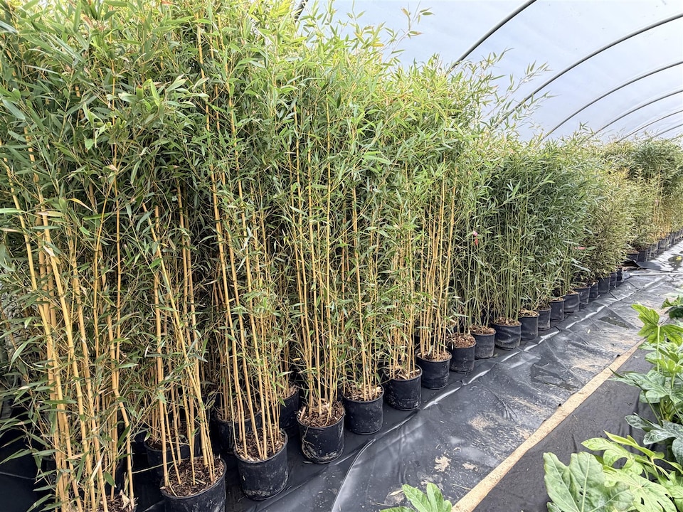 image 1 of Extra Large Bamboo Aureocaulis Gold 6ft Tall in a 10/12 Litre Pot By Direct Plants