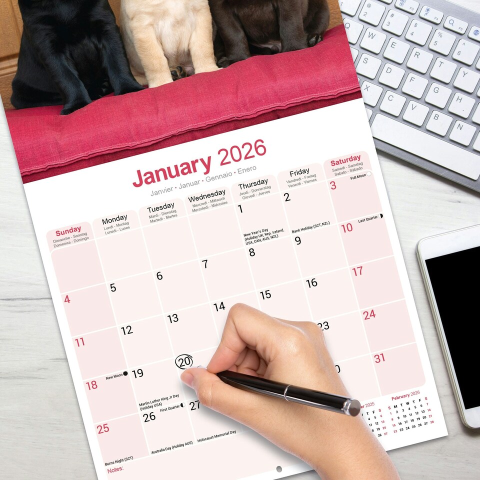 image 1 of Labrador Retrievers (Chocolate, Black, Yellow, Fox Red) 2026 Calendar | Square Wall Calendar | Dog Breed Gift | Plastic Free Packaging | by Avonside Publishing